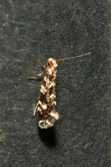 Nemapogon variatella