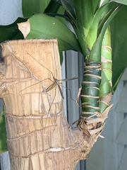 Insecta