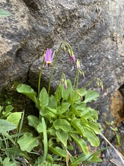 Primula utahensis