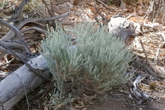 Olearia pimeleoides
