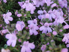Thymus caespititius