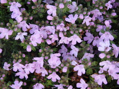 Thymus caespititius