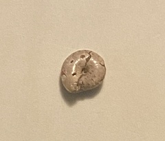 Zonitidae