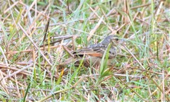 Mirafra assamica