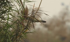 Acrocephalus stentoreus