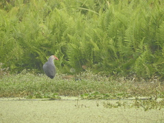 Porphyrio poliocephalus