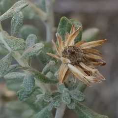 Olearia pimeleoides