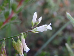 Polygala monspeliaca