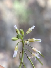 Boechera holboellii
