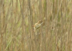 Cisticola juncidis