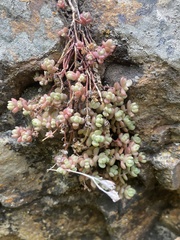 Sedum debile