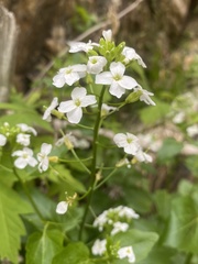 Cardamine cordifolia