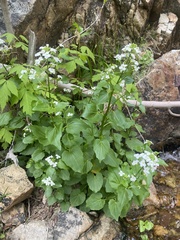 Cardamine cordifolia
