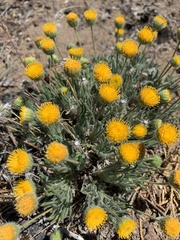 Erigeron aphanactis