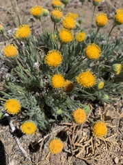 Erigeron aphanactis