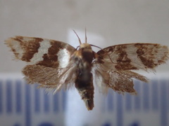 Eulechria absona