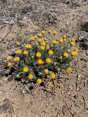 Erigeron aphanactis