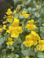 Erythranthe glabrata