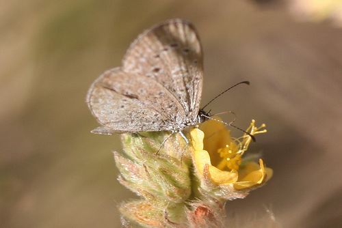Small Grass Blues