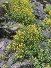 Erythranthe glabrata