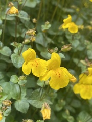 Erythranthe glabrata