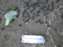 Plectroctena mandibularis