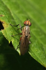 Pherbellia cinerella
