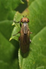 Pherbellia cinerella