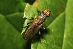 Pherbellia cinerella