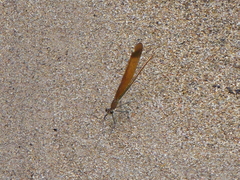 Calopteryx cornelia