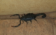 Uroplectes flavoviridis