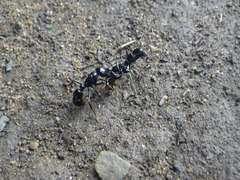 Plectroctena mandibularis