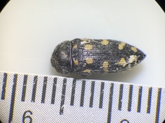 Acmaeodera panamintensis