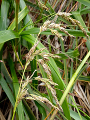 Anthoxanthum redolens