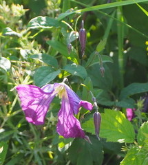 Clematis viticella