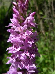Dactylorhiza saccifera