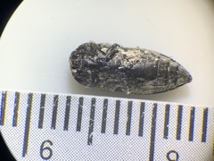 Acmaeodera panamintensis