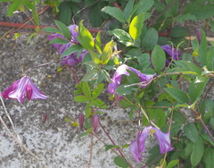 Clematis viticella