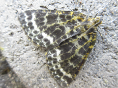 Arichanna melanaria