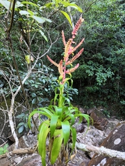 Tillandsia mooreana