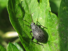 Orthocephalus funestus