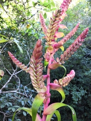 Tillandsia mooreana