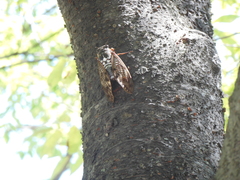 Graptopsaltria nigrofuscata