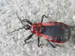 Haematoloecha rufithorax
