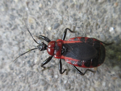 Haematoloecha rufithorax