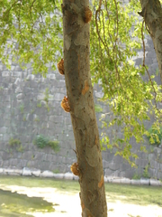 Graptopsaltria nigrofuscata