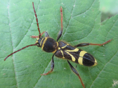 Cyrtoclytus capra