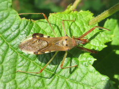 Epidaus tuberosus