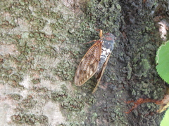 Graptopsaltria nigrofuscata