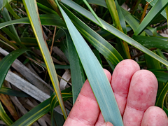 Anthoxanthum redolens